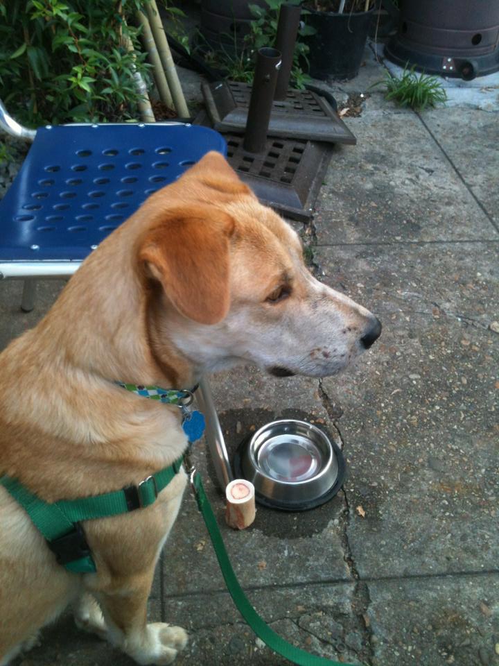 Bryce waiting for treats at the cafe