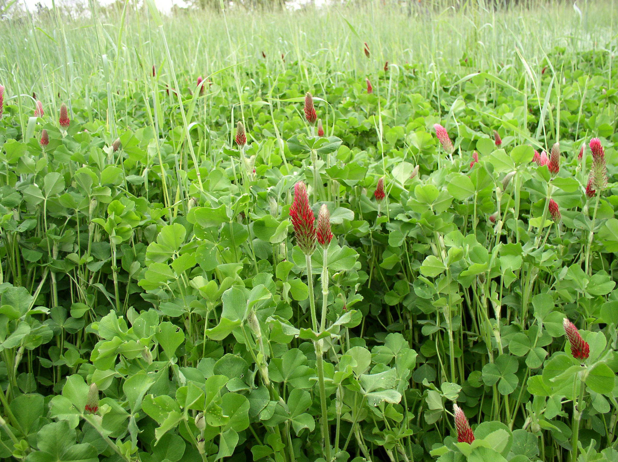 cover crops