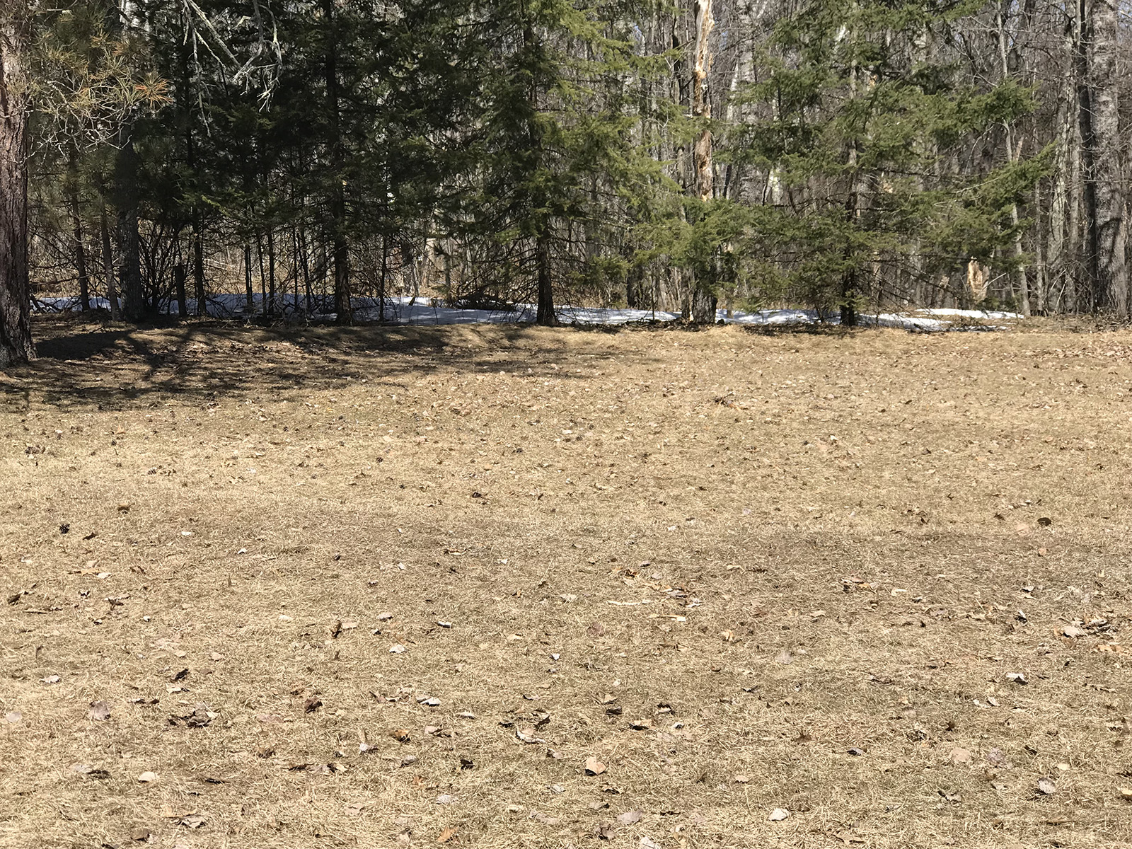 faint ring-shaped mounds on the ground