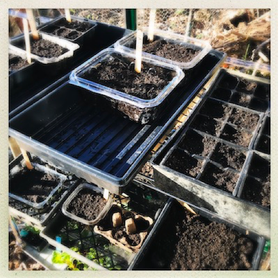 small seedlings growing in reused plastic containers