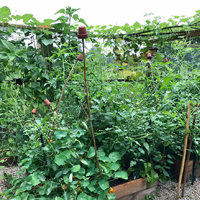 large leafy plants with bamboo trellises, with terra cotta pots on top