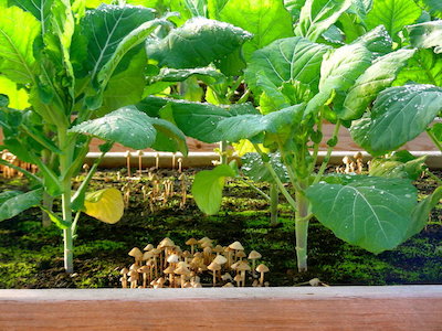 Broccoli growing in garden bed