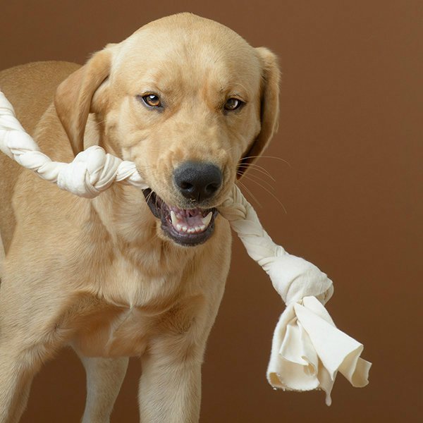 golden retriever with a tug toy in its mouth