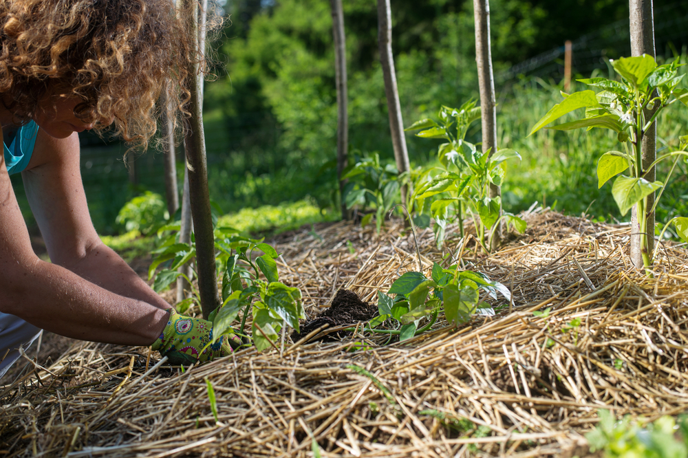 Am i protecting my soils?