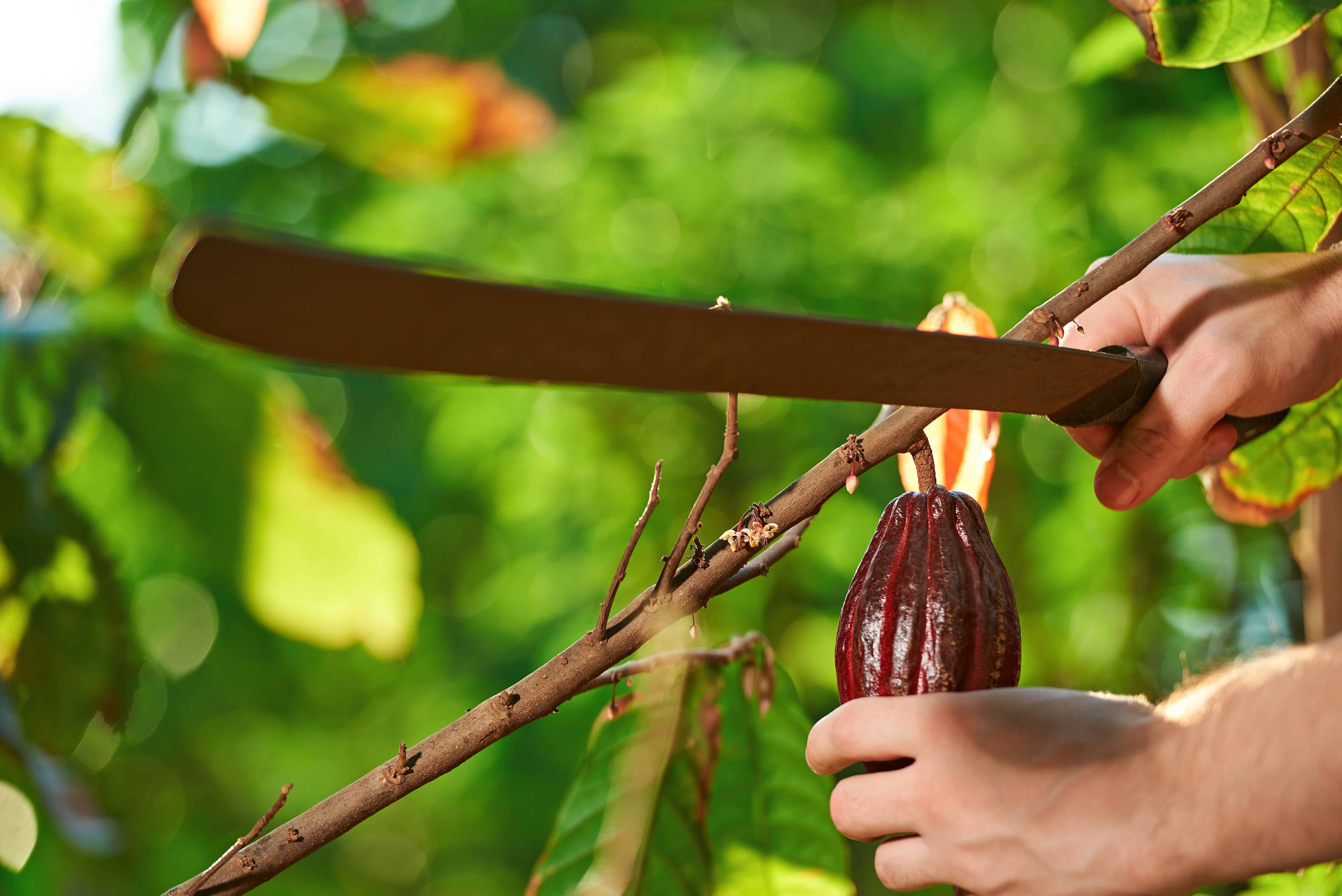 Machete cutting cocoa pod by PixieMe