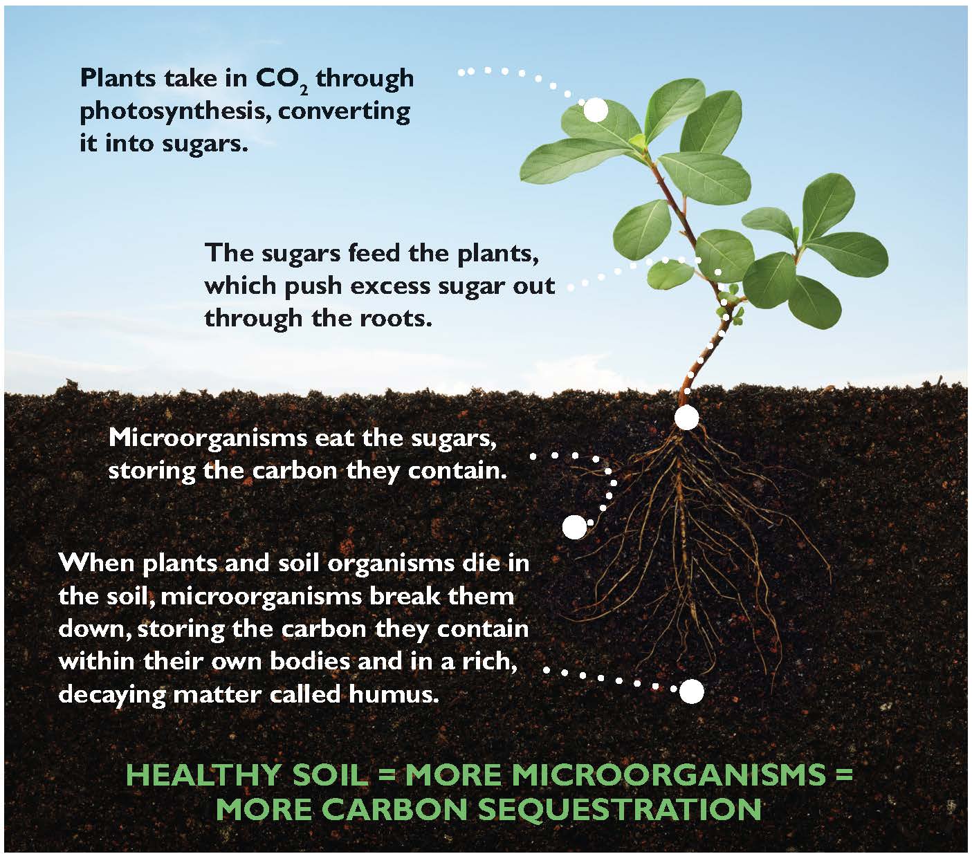 soil-graphic[1]_0[1]