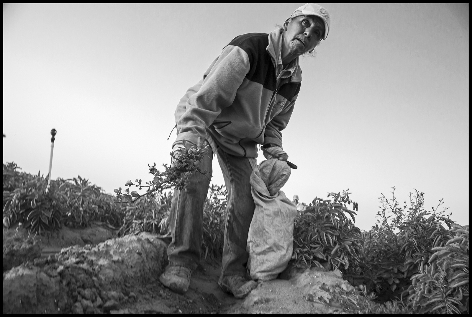 woman bends to pick vegetables