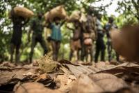 children in cocoa field