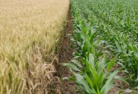 wheat field