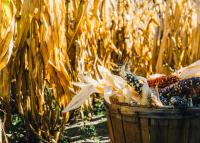 corn in a basket