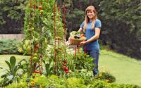 Stacking tomato ladders from Gardener's Supply