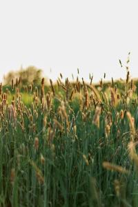 Image: wheat field. Regenerative agriculture.