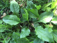 Image: plantain weed. Title: Plantain, More Than a Weed