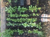 Image: aerial view four rows of plants coming up and two feet in white sandals. Title: 5 Steps to Start Your Climate Victory Garden