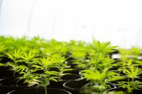 Hemp saplings, the plant behind the new cbd certification