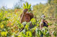 Linda Black Elk teaching a foraging class in September 2019.  Photo by Jaida Grey Eagle. 