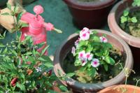 pink spray bottle saturating pink container flowers with neem oil in the garden