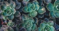 Succulents by Annie Sprat