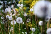 close-up of dandelions, learn from weeds