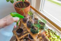 spraying seedlings grown in repurposed plastic bottles to show how and when to start a Climate Victory Garden