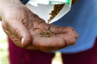 hand holding seeds for seed saving