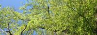 Image: tree canopy. Topic Climate Change Fast Facts