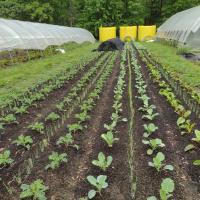 Neat rows of green sprouts of all kinds springing 