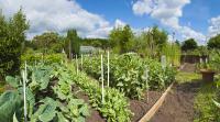 community garden