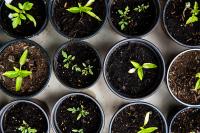 pots of dirt with seedlings