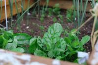 Image: young greens growing. Topic: Climate Victory Gardening practices