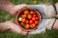 bowl of tomatoes