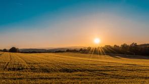 farm field with sun setting