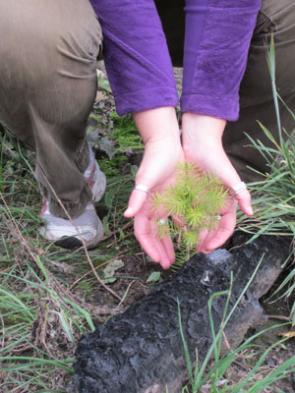 tree planting