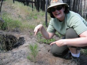 Planting a baby tree