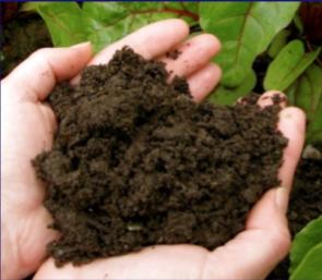 Organic Compost 