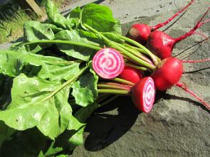 Chioggia Heirloom Beets