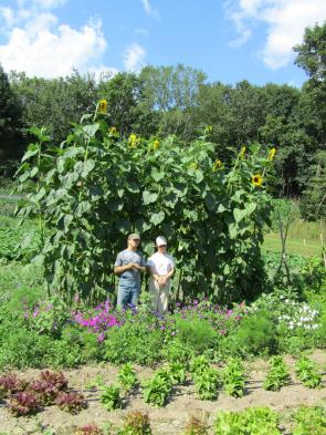 Giganteus Sunflowers