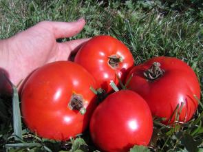 Ruth's Perfect Tomatoes