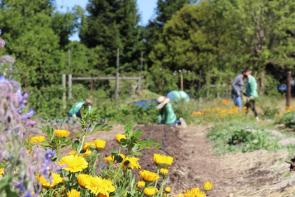 Traditional Medicinals team volunteering at a local nonprofit that grows and cooks food for local community members with long term illnesses.  