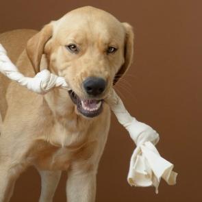 Large brown dog with white organic cotton tug toy