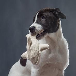 Black and white dog with hemp orca dog toy in its mouth. 