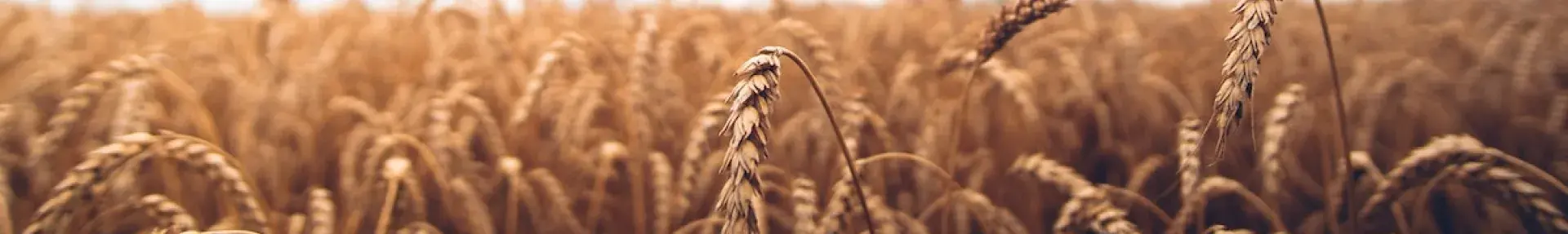 wheat field