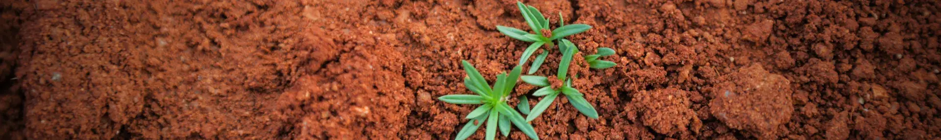 plant sprouting out of soil