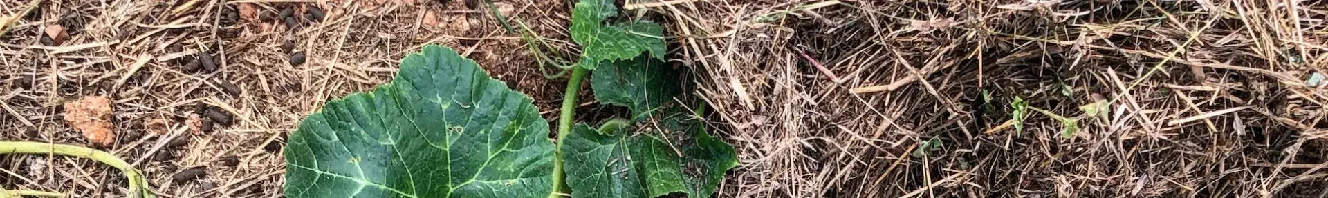 squash growing in mulched climate victory garden