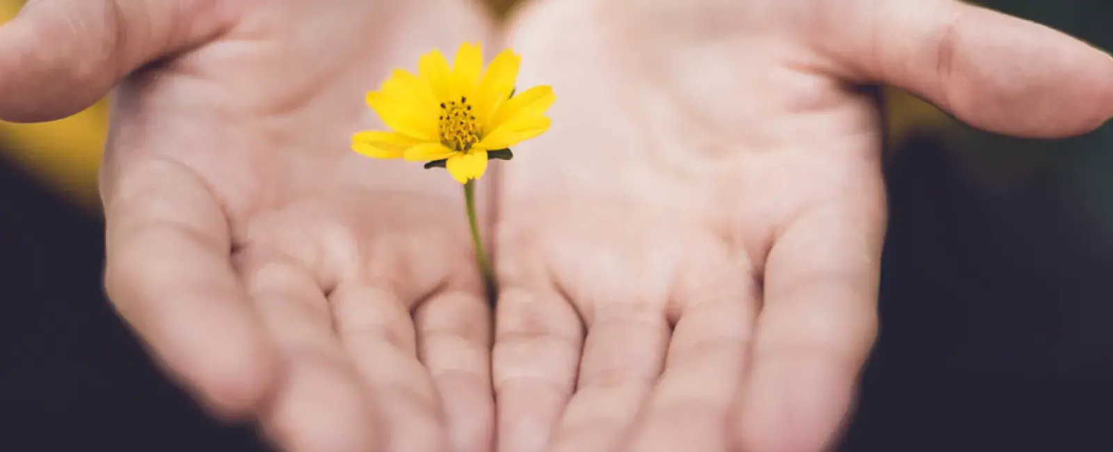 flower in hands