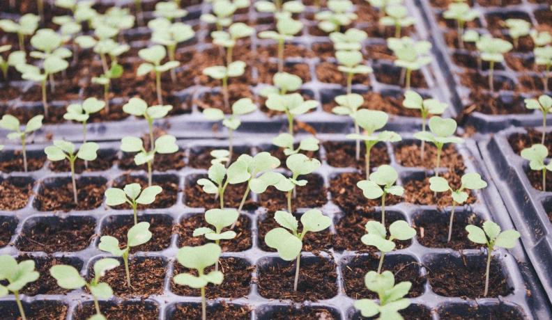 Image: young plants. Title: Community-Owned Solar Gardens