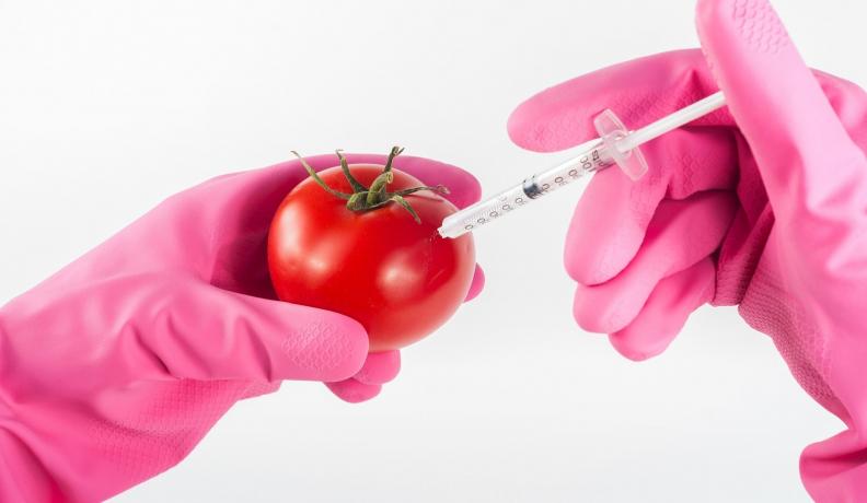 GMO tomato