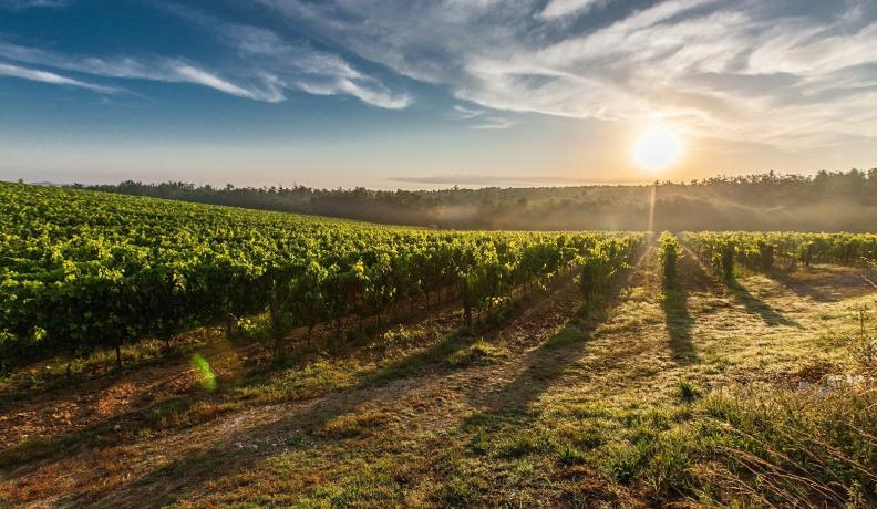 Image: sunrise over a vineyard. Title: Other GMO Issues