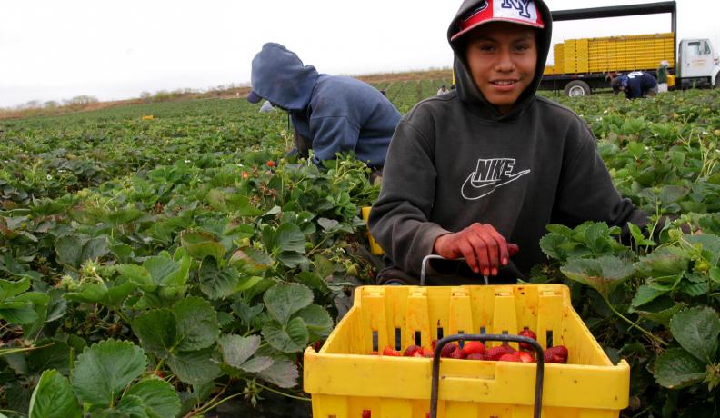 teenage boy picking strawberries