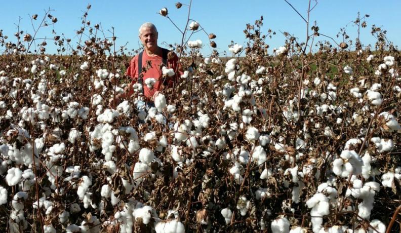 man standing in cotton field